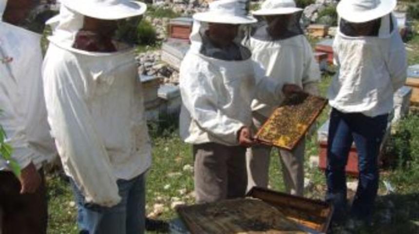 Bal Rekoltesi Y&uuml;zde 75 D&uuml;şt&uuml;