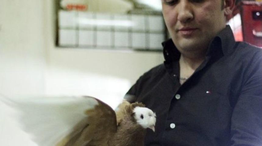 Muğla&rsquo;da G&uuml;vercin Mezat&rsquo;ı