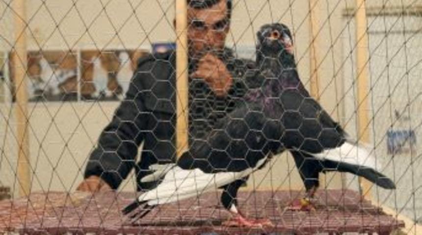 Muğla'da G&uuml;vercin Mezatı A&ccedil;ıldı