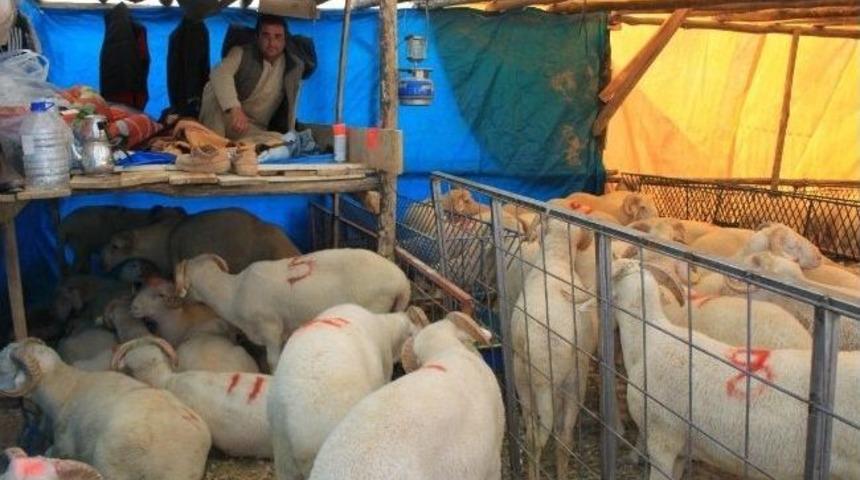 Kurbanlıklarla Koyun Koyuna