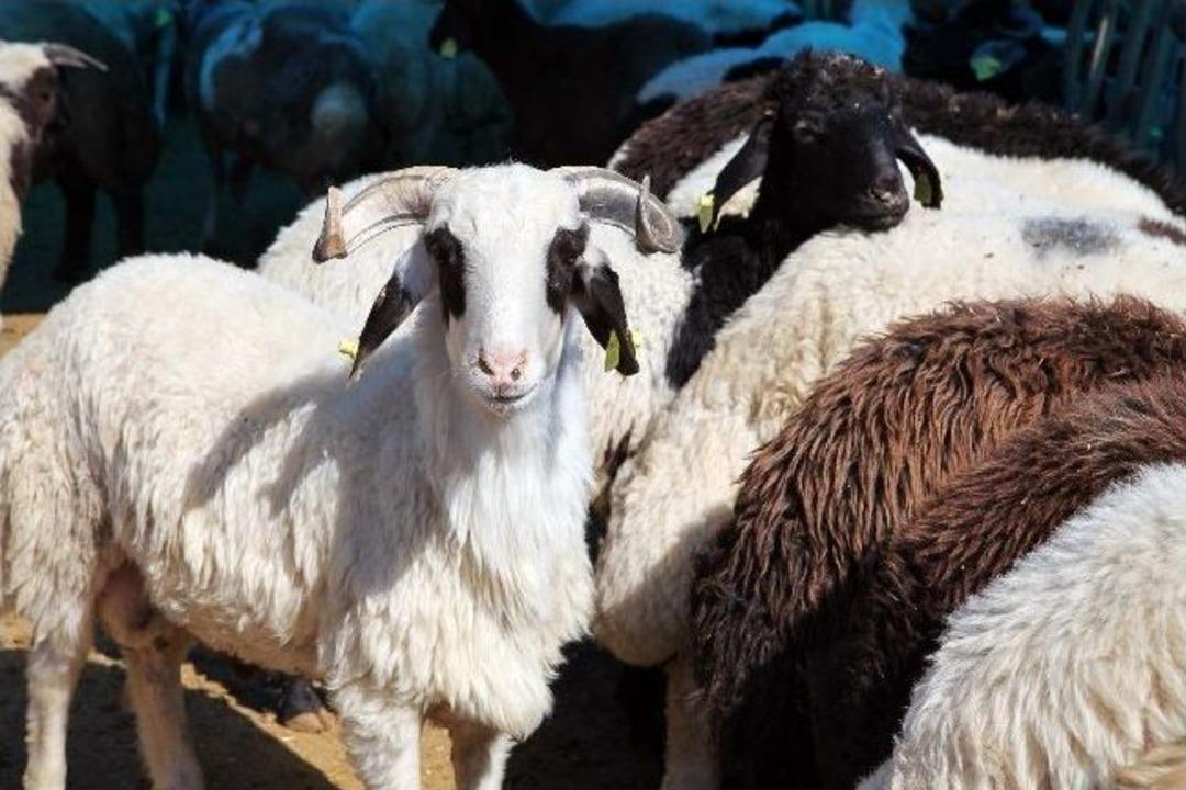 Bayraklı Kurban Bayramı'na Hazır