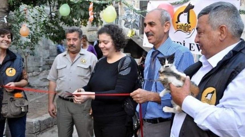 Gaziantep&rsquo;te Kedi Evi De Hizmete A&ccedil;ıldı