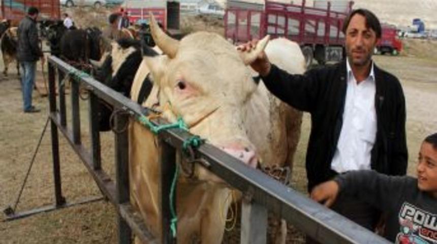 Kurbanlık Alırken Yaş Ve Gebelik Kontrol&uuml; &Uuml;cretsiz