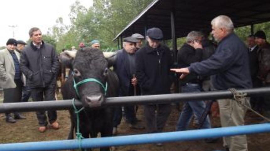 Terme Hayvan Pazarında Bayram Hareketi