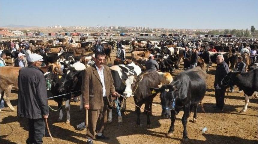 Kurbanlık Alırken Dikkat