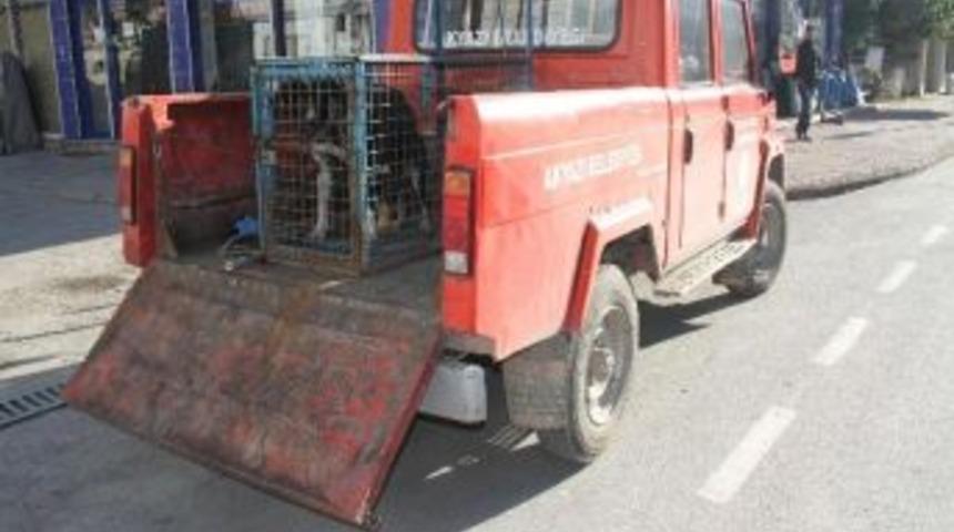 Akyazı&rsquo;daki Sokak K&ouml;pekleri Kısırlaştırılmak &Uuml;zere Toplatılıyor