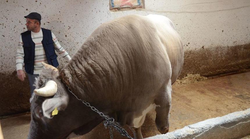 20 Bin Liralık Fiyatıyla En Pahalı Kurbanlık Olmaya Aday