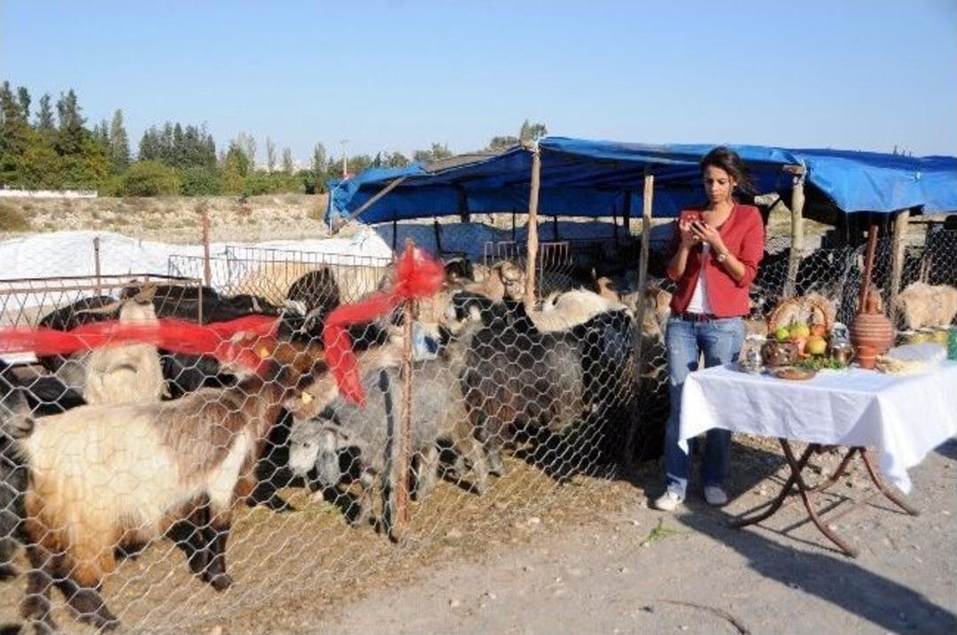 (&ouml;zel Haber) Kadın Girişimciden "kavurma" İle Kurban Reklamı...