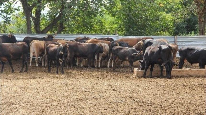 Kurbanlık Hayvan Fiyatları Vatandaşı Sevindirdi