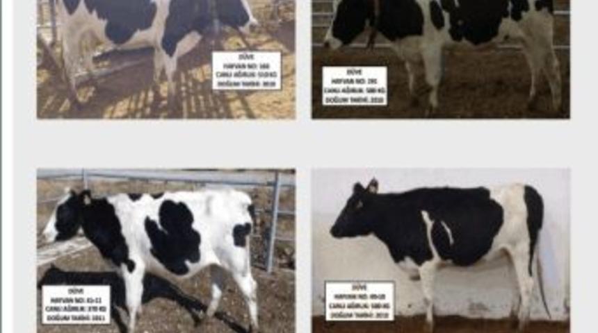 &Uuml;niversitenin İnternet &Uuml;zerinden Kurban Satışına Yoğun İlgi