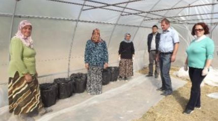 Mantar &Uuml;retecek Girişimciler Aranıyor