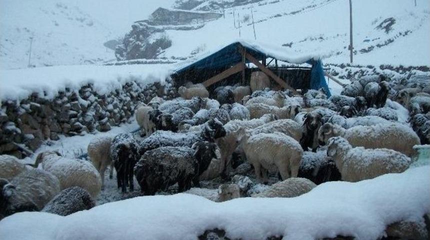 Rize'de Hayvanlar Yaylalarda Mahsur Kaldı