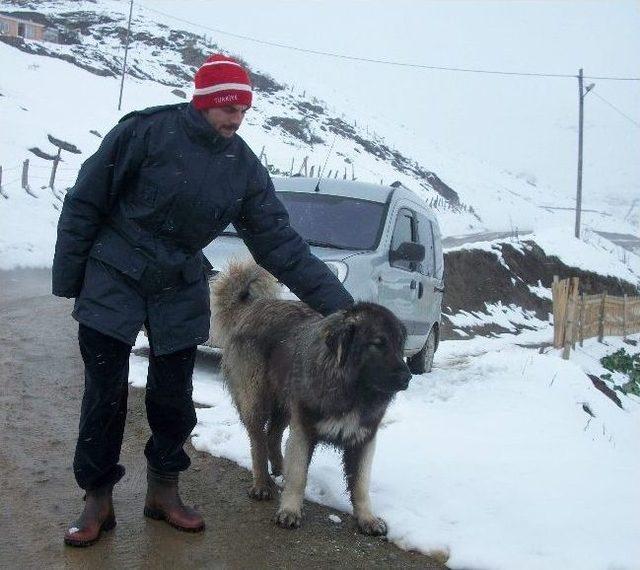 Rize'de Hayvanlar Yaylalarda Mahsur Kaldı