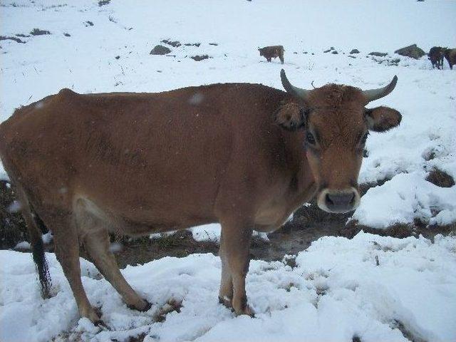 Rize'de Hayvanlar Yaylalarda Mahsur Kaldı