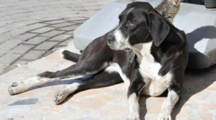 Kedi Ile K&ouml;peğin Dostluğu Insanlara Ders Veriyor