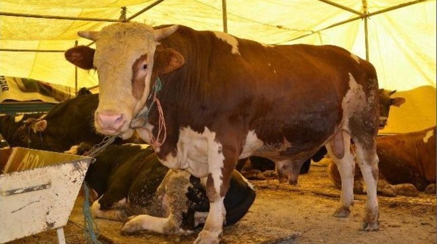 Kurban Pazarının Pehlivan Ve Kral&rsquo;ı B&uuml;y&uuml;k İlgi G&ouml;r&uuml;yor