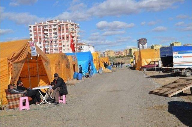 Kurban Pazarının Pehlivan Ve Kral’ı Büyük İlgi Görüyor