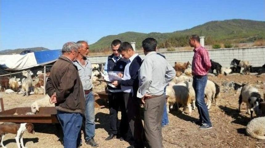 Dalaman&rsquo;da Kurbanlık Hayvanların Denetimi Başladı