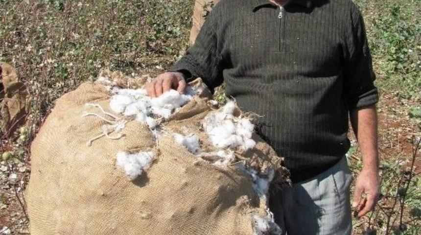 Arabanlı Pamuk &Uuml;reticileri Altın Yılını Yaşıyor