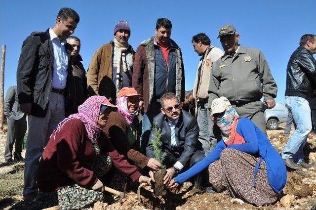 Mersinde Ağaçlandırma Çalışmaları Başladı