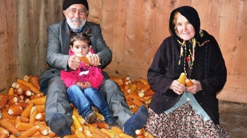 Kurutulan Mısırlar Koyunların Kışlık Yiyeceği Oluyor