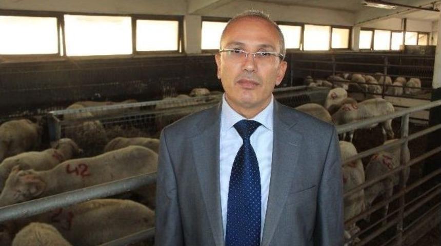 &Uuml;niversiteli kurbanlıklar