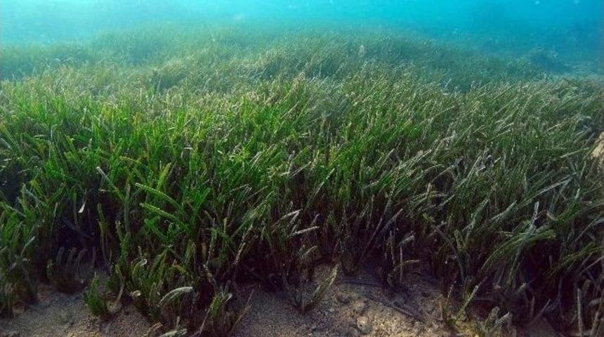 Denizin akciğerlerine &lsquo;&ccedil;apa&rsquo; tehdidi