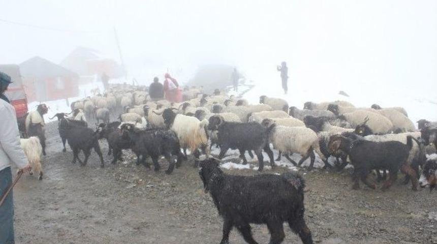 Giresun&rsquo;da Kar Ve Soğuk Hava Nedeniyle Yaylacılar Erken D&ouml;n&uuml;yor