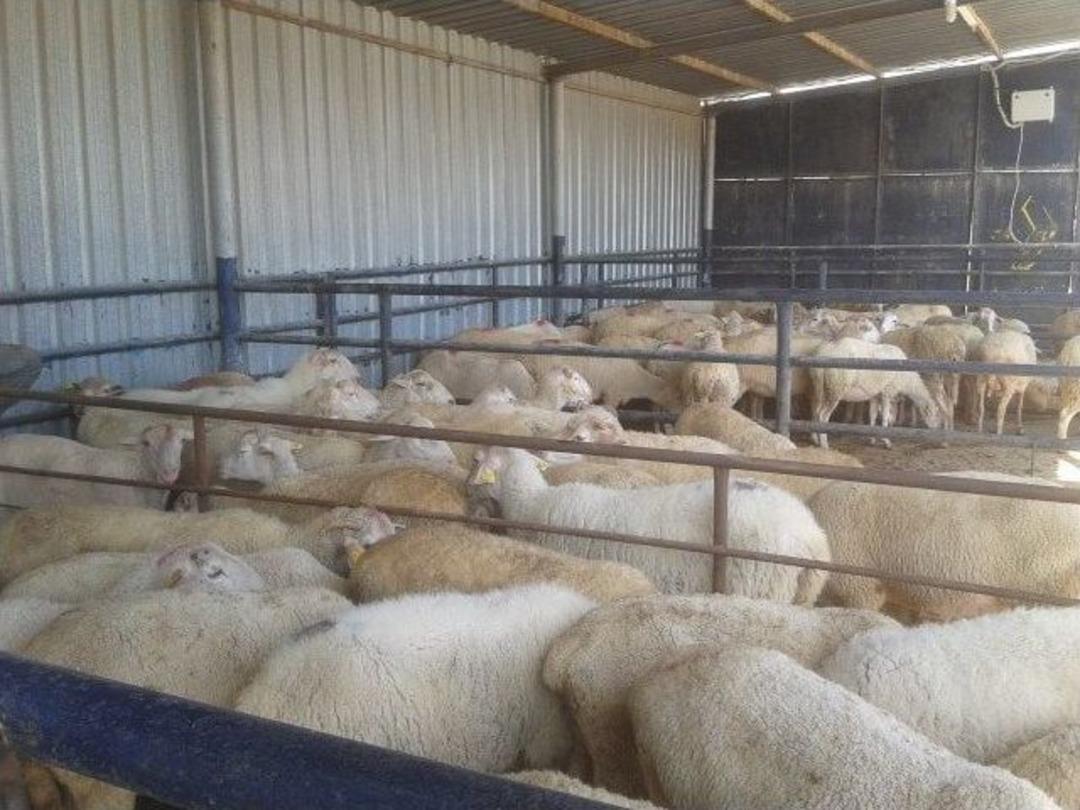 Ko&ccedil; Ve Koyunlar Sahiplerini Buldu