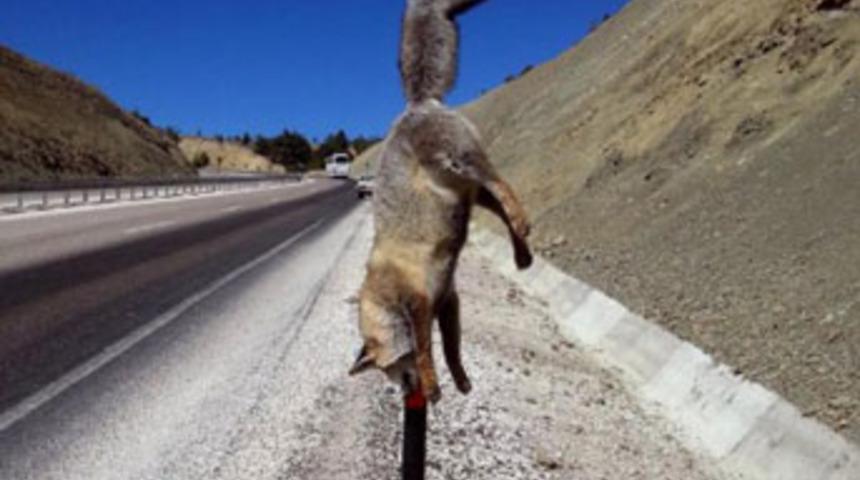 Antalya'da tilkiye inanılmaz işkence!