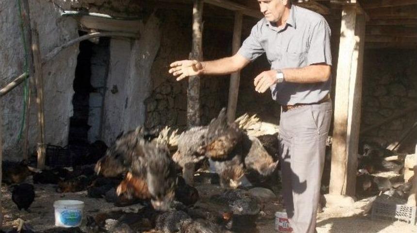 Sason'da 2 Bin Tavuk Telef Oldu