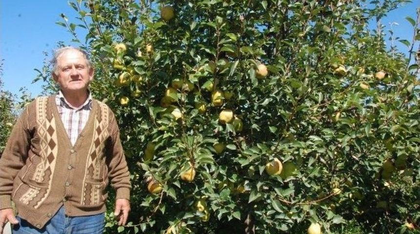 İzmir&rsquo;deki Dev Armutlar G&ouml;renleri Şaşırtıyor