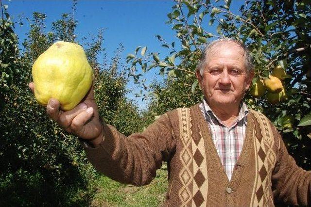 İzmir’deki Dev Armutlar Görenleri Şaşırtıyor