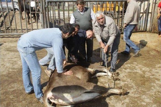 Kurban Kesimi Kursiyerlerine Belgeleri Verildi 2