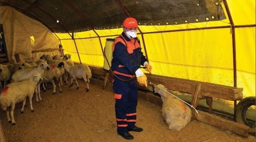 Oluşturulan &Ouml;zel Ekipler Başkentteki T&uuml;m Kurban Satış Yerlerini G&uuml;nl&uuml;k İla&ccedil;lıyor