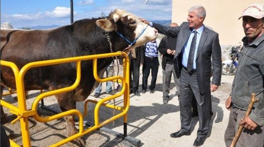 Erbaa&rsquo;ya Yeni Hayvan Pazarı