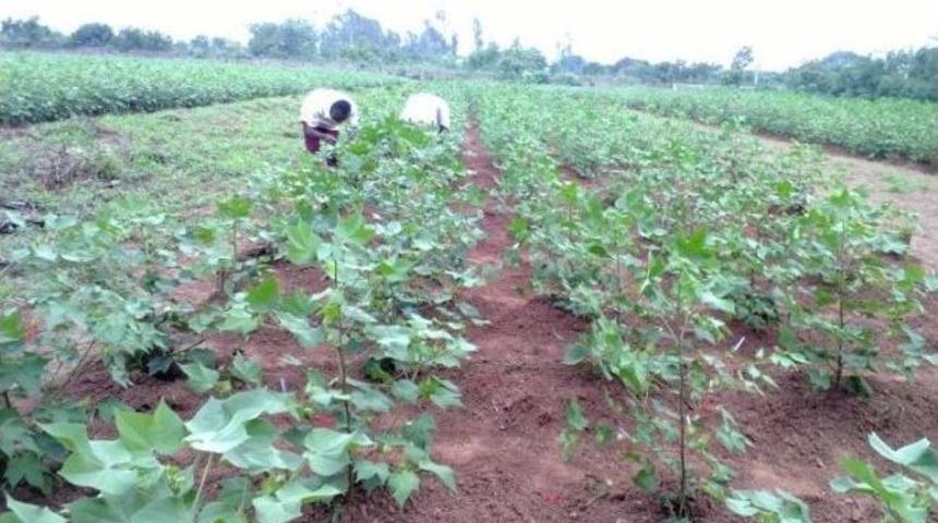 Benin&rsquo;de Entomoloji Laboratuvarı&rsquo;na Malzeme Desteği Verildi