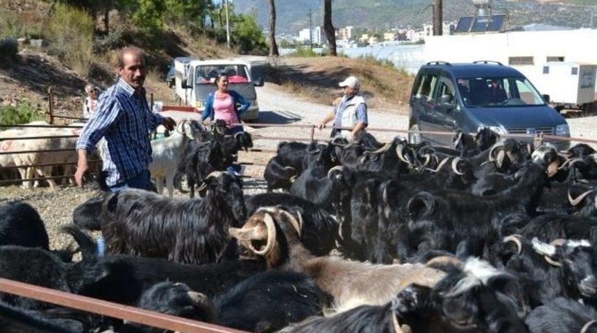 Yeşil Kartlıya Taksitli Kurbanlık