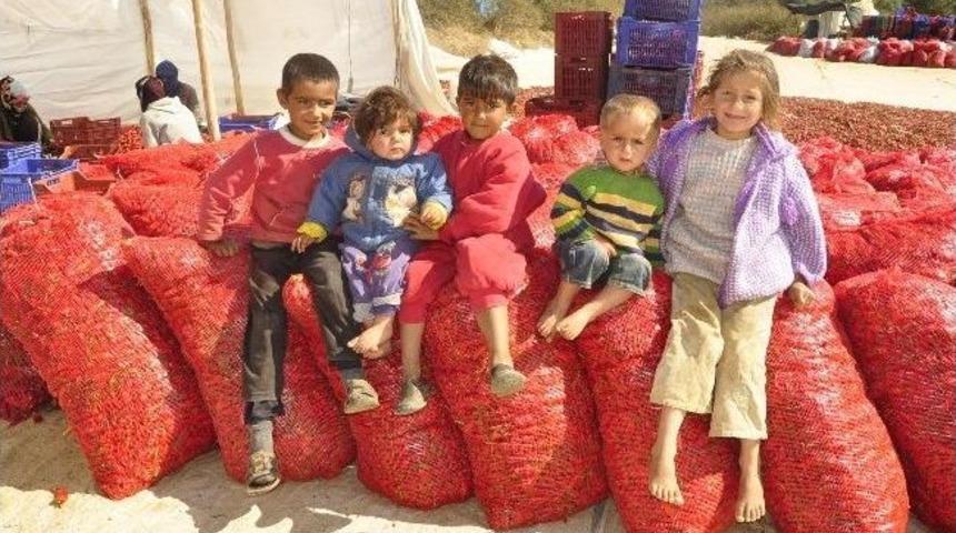 Yaşıtları Okulda O Tarlada &Ccedil;alışıyor