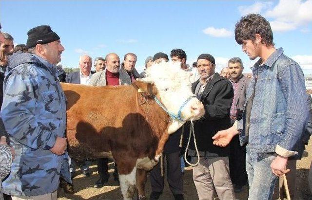 Soğuk Havada Kurban Bayramı Öncesi Sıkı Pazarlıklar Başladı