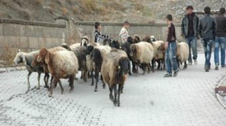 Hakkari&rsquo;de Kurban Satış Yeri Belirlendi