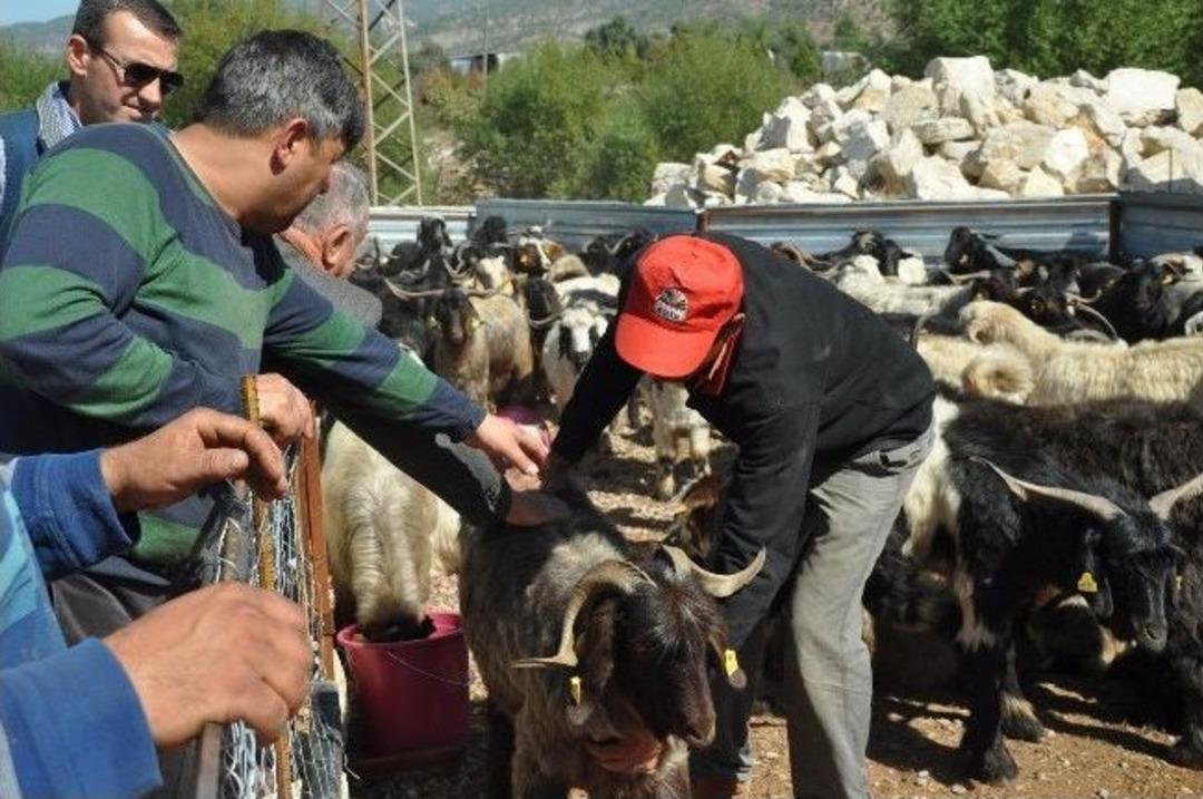 Milas&rsquo;ta Kurbanlıklar G&ouml;r&uuml;c&uuml;ye &Ccedil;ıktı
