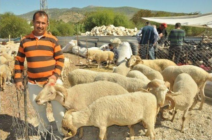 Milas’ta Kurbanlıklar Görücüye Çıktı G1