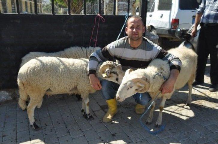 Milas’ta Kurbanlıklar Görücüye Çıktı G2