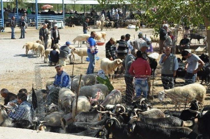 Milas’ta Kurbanlıklar Görücüye Çıktı G3