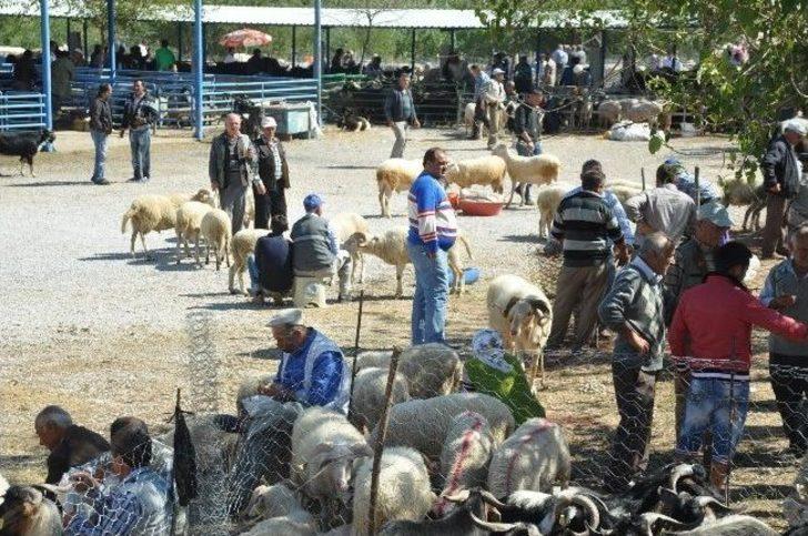 Milas’ta Kurbanlıklar Görücüye Çıktı G5