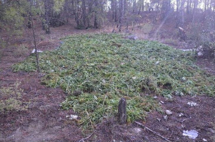 5 Köyde 135 Kilo Esrar Yakalandı G4