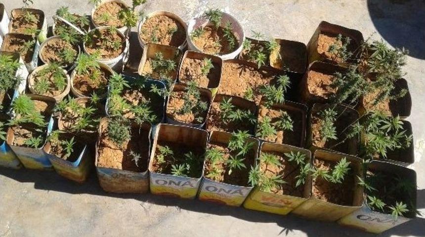 Mardin&rsquo;de 438 K&ouml;k Hint Keneviri Ele Ge&ccedil;irildi