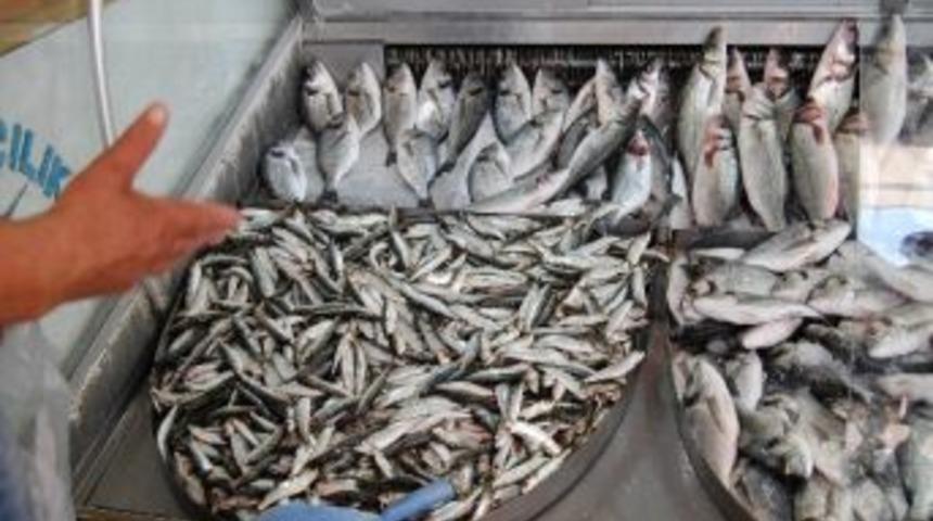 Sardalyenin Fiyatı 3 Tl&rsquo;ye D&uuml;şt&uuml;