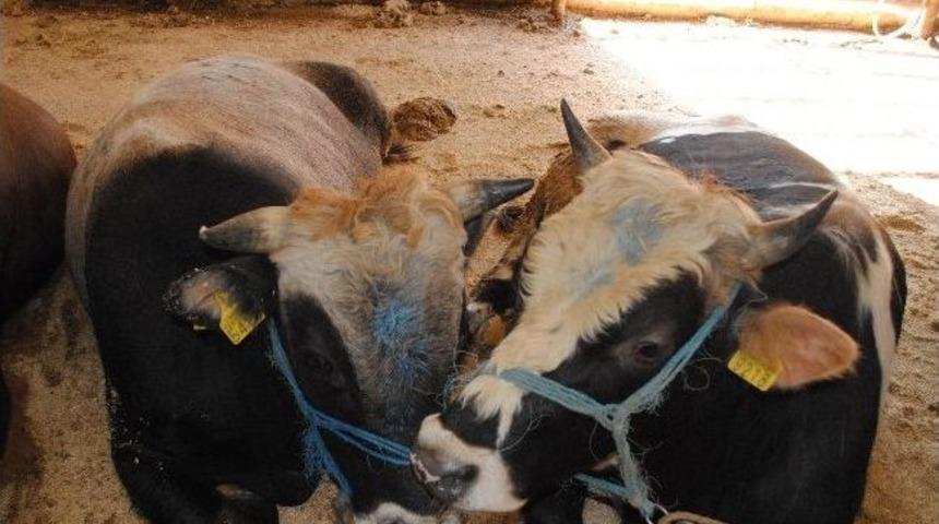 Kurbanlıklara Ultrasonlu Gebelik Kontrol&uuml;